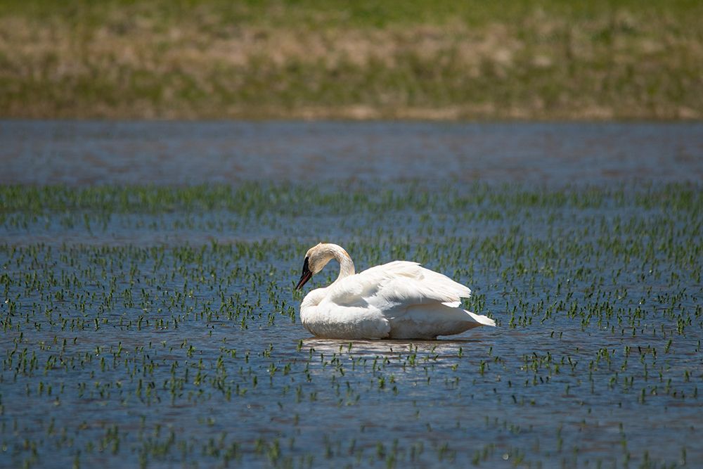 Trumpeter swan-Lamar River-Lamar Valley-Yellowstone National Park-Wyoming-USA art print by Roddy Scheer for $57.95 CAD