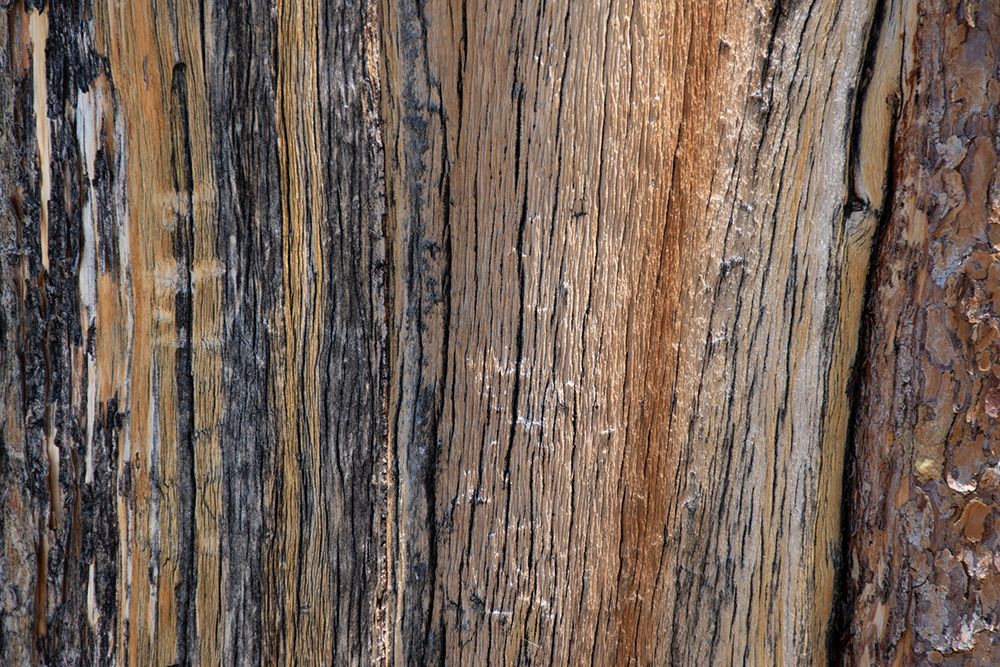 Bark detail-Yellowstone National Park-Wyoming-USA. art print by Roddy Scheer for $57.95 CAD