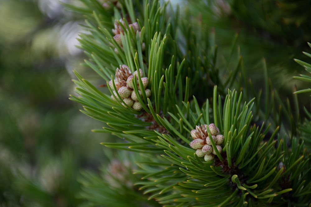 Lodgepole pine-Artist Point-Yellowstone National Park-Wyoming-USA. art print by Roddy Scheer for $57.95 CAD