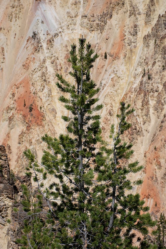 Artist Point-Grand Canyon of the Yellowstone-Yellowstone National Park-Wyoming-USA art print by Roddy Scheer for $57.95 CAD