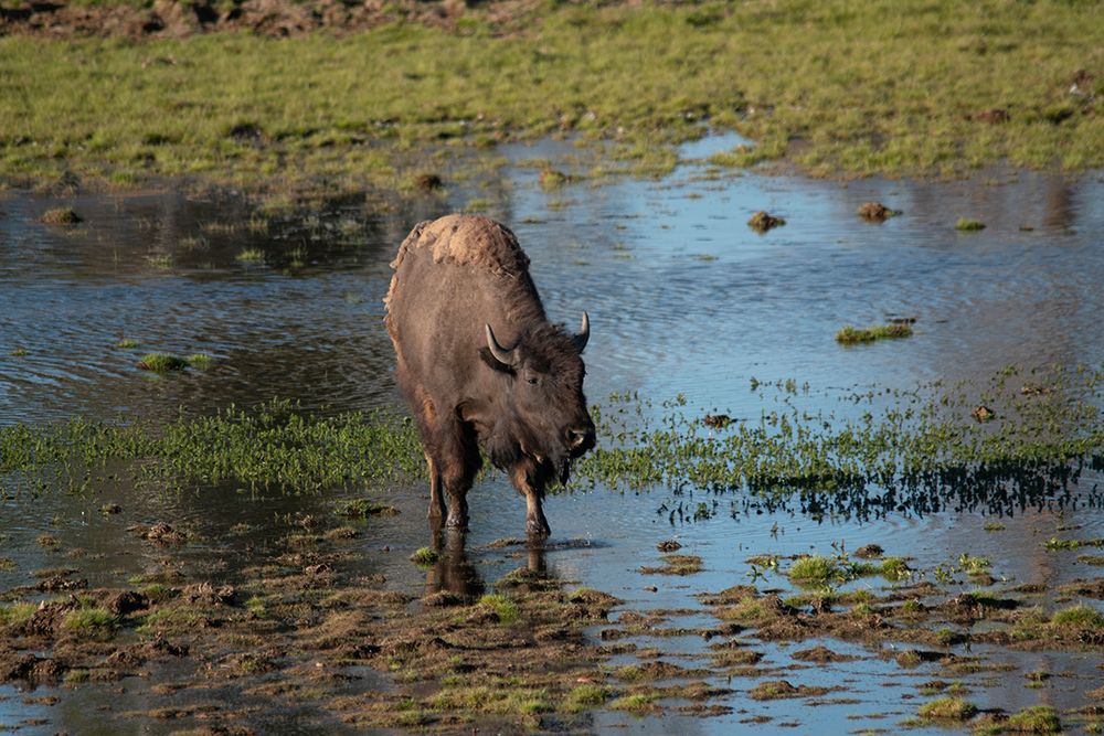 American bison-Hayden Valley-Yellowstone National Park-Wyoming-USA art print by Roddy Scheer for $57.95 CAD