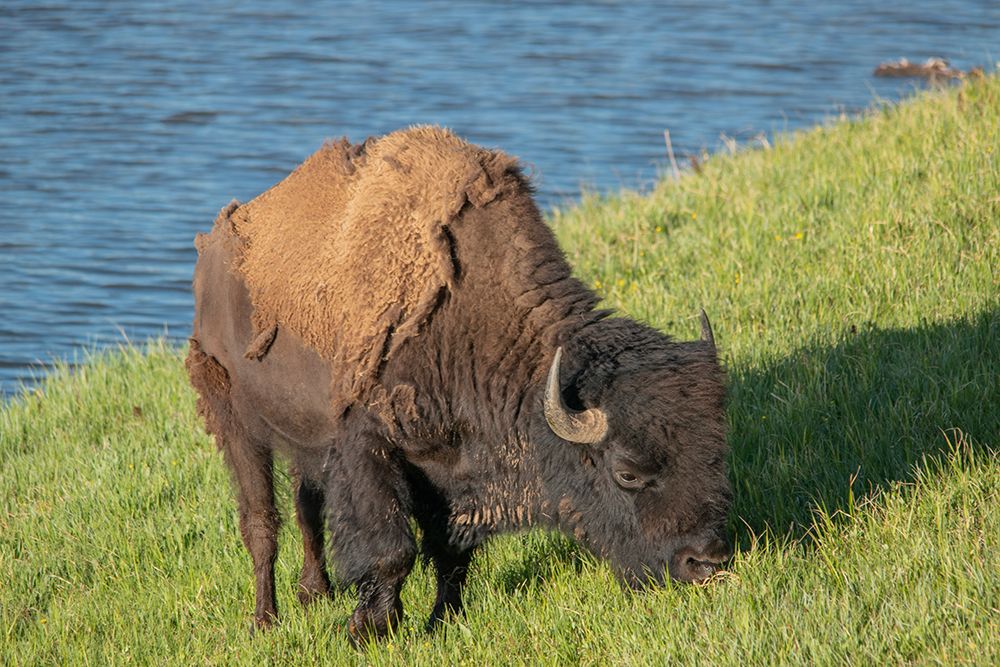 American bison-Hayden Valley-Yellowstone National Park-Wyoming-USA art print by Roddy Scheer for $57.95 CAD