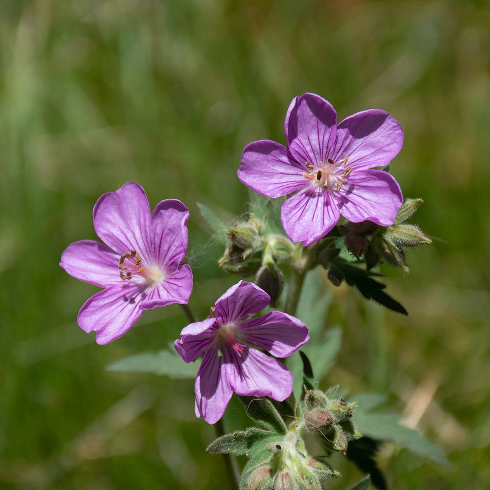 Sticky geranium-Sheepeater Cliff-Yellowstone National Park-Wyoming-USA art print by Roddy Scheer for $57.95 CAD