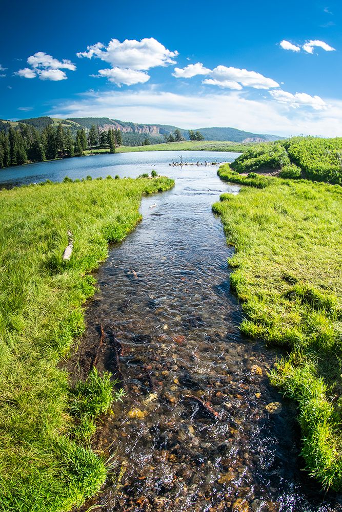 Trout Lake-Yellowstone National Park-Wyoming-USA art print by Roddy Scheer for $57.95 CAD