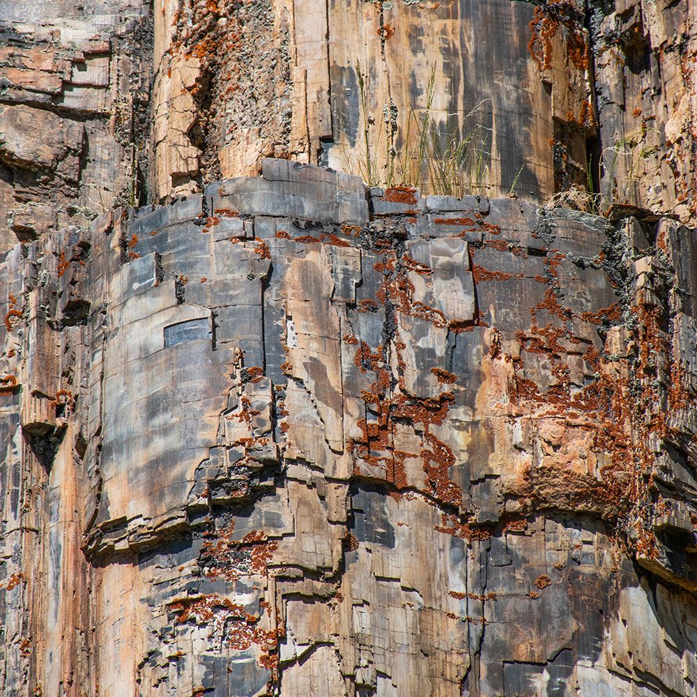 Petrified tree-Yellowstone National Park-Wyoming-USA art print by Roddy Scheer for $57.95 CAD