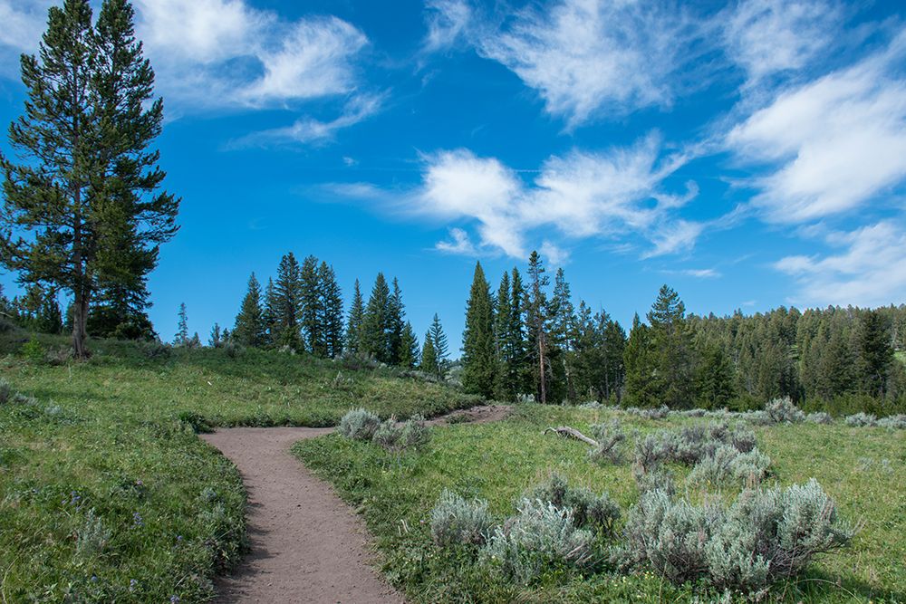 Wraith Falls Trail-Yellowstone National Park-Wyoming-USA art print by Roddy Scheer for $57.95 CAD