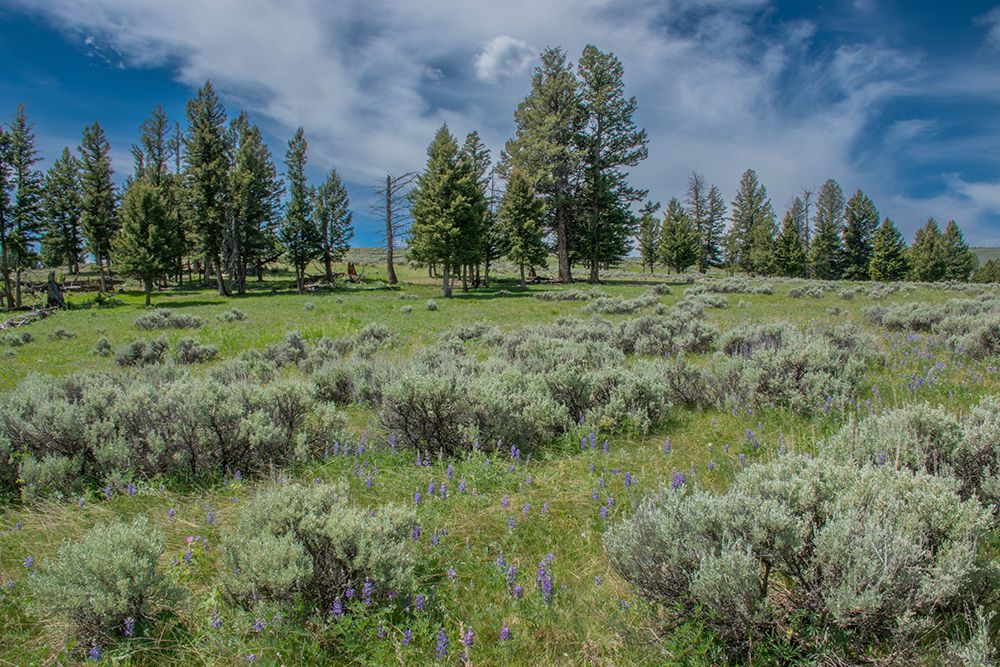 Silky lupine and Engelmann spruce trees-Yellowstone River Picnic Area-Yellowstone NP-Wyoming art print by Roddy Scheer for $57.95 CAD