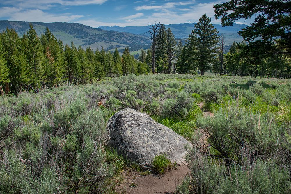 Yellowstone River Picnic Area-Yellowstone National Park-Wyoming-USA art print by Roddy Scheer for $57.95 CAD