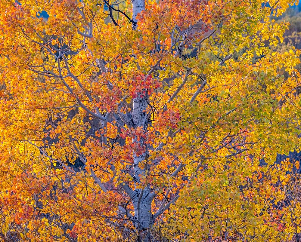 Wyoming-Jackson-Grand Teton National Park and fall colors on Aspen Trees art print by Sylvia Gulin for $57.95 CAD
