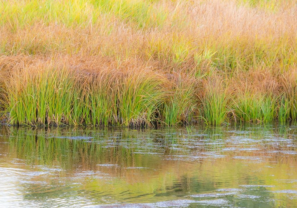 Wyoming-Grand Tetons National Park waters edge Snake River and golden grasses reflected in water art print by Sylvia Gulin for $57.95 CAD