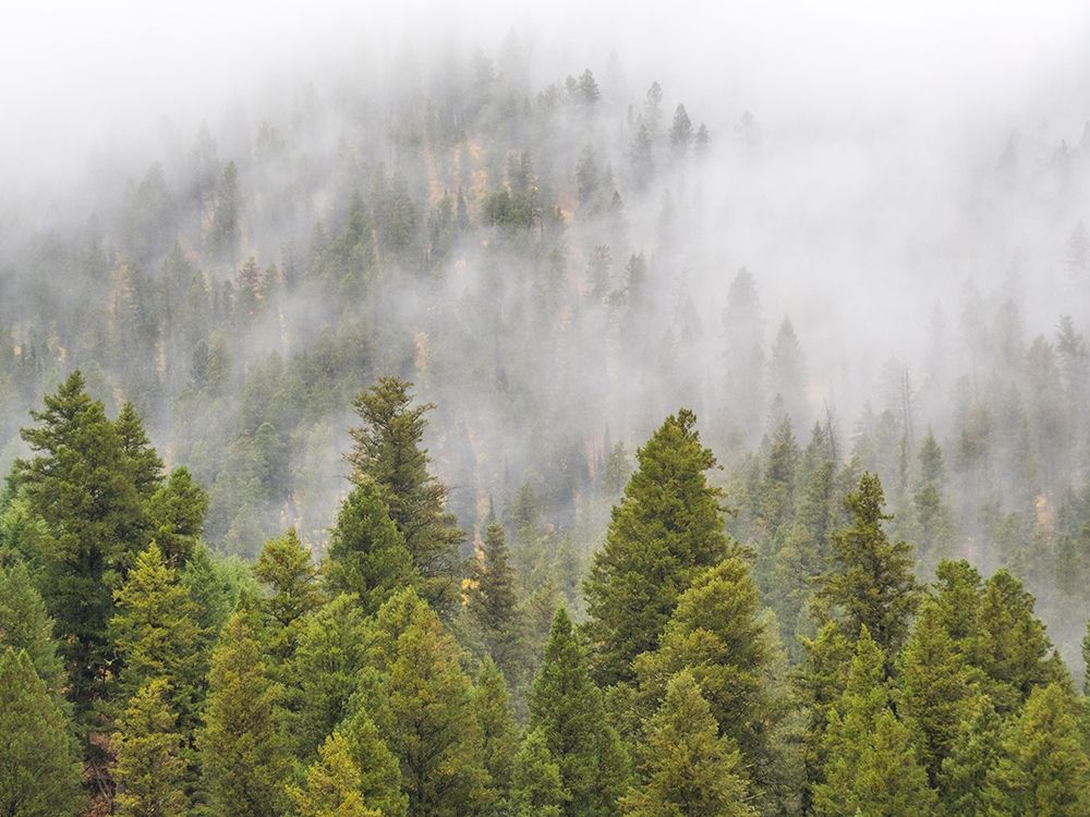Wyoming-Hoback-clouds intermingling with evergreens on rainy morning art print by Sylvia Gulin for $57.95 CAD