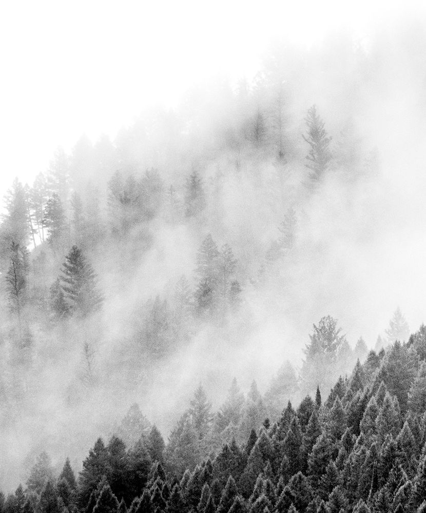 Wyoming-Hoback-clouds intermingling with evergreens on rainy morning in black and white art print by Sylvia Gulin for $57.95 CAD