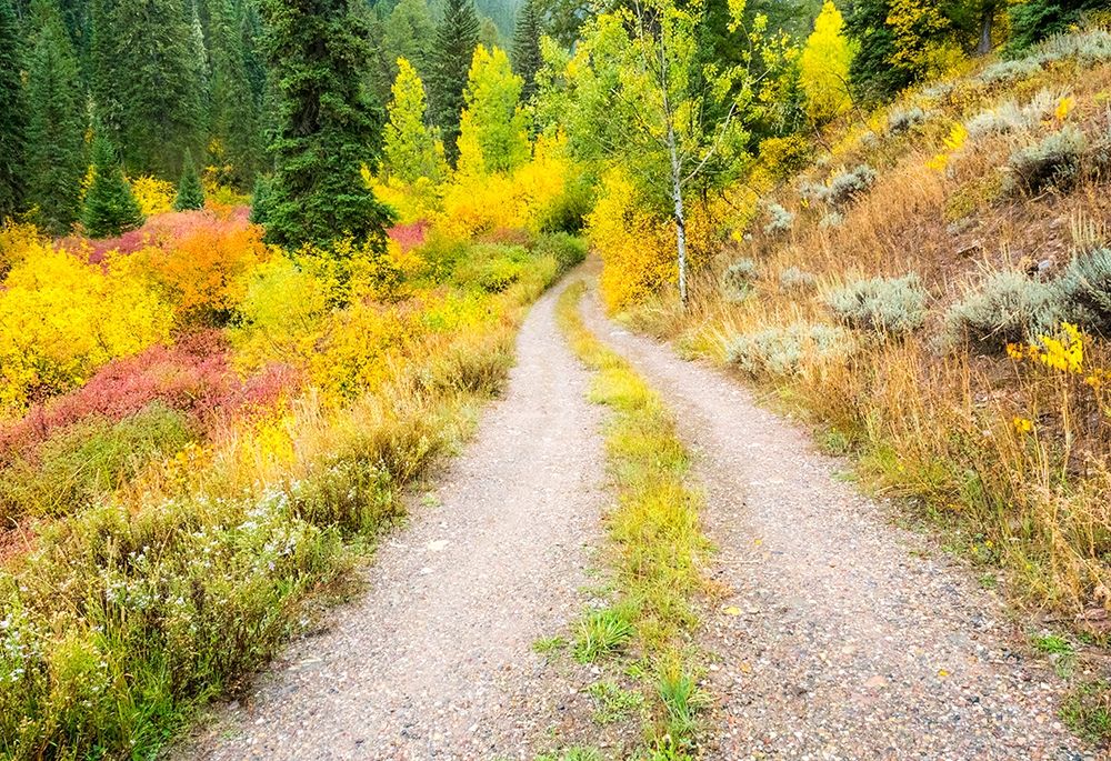 Wyoming-Hoback fall colors along Highway 89 and gravel road-with Dogwood-Willow-Evergreens-Aspens art print by Sylvia Gulin for $57.95 CAD