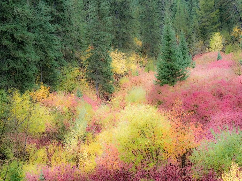 Wyoming-Hoback fall colors along Highway 89 with Dogwood-Willow-Evergreens-Aspens art print by Sylvia Gulin for $57.95 CAD