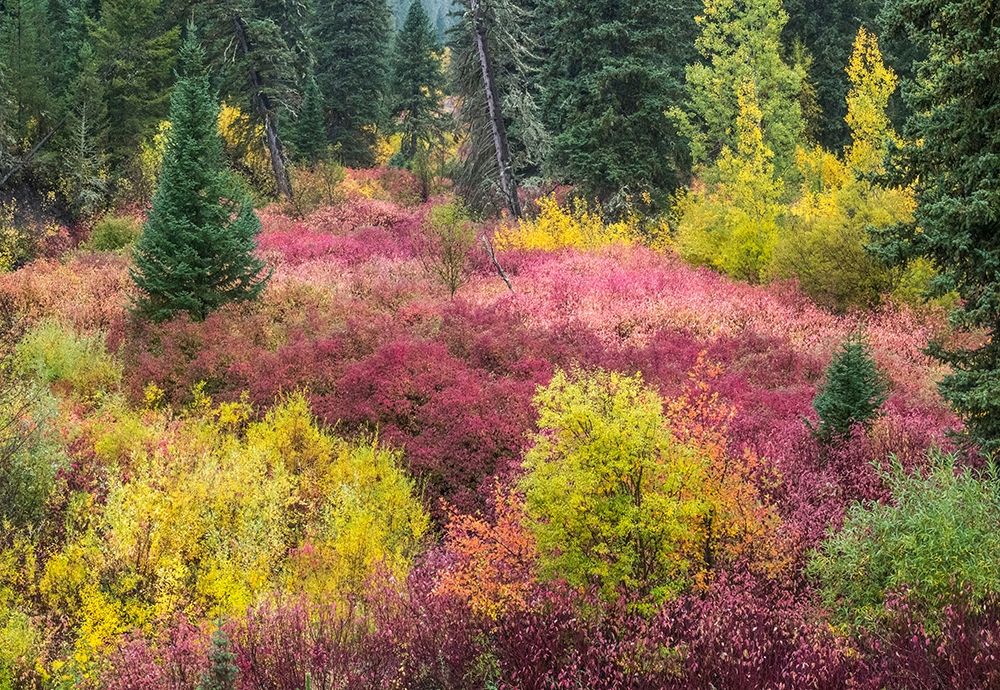 Wyoming-Hoback fall colors along Highway 89 with Dogwood-Willow-Evergreens-Aspens art print by Sylvia Gulin for $57.95 CAD