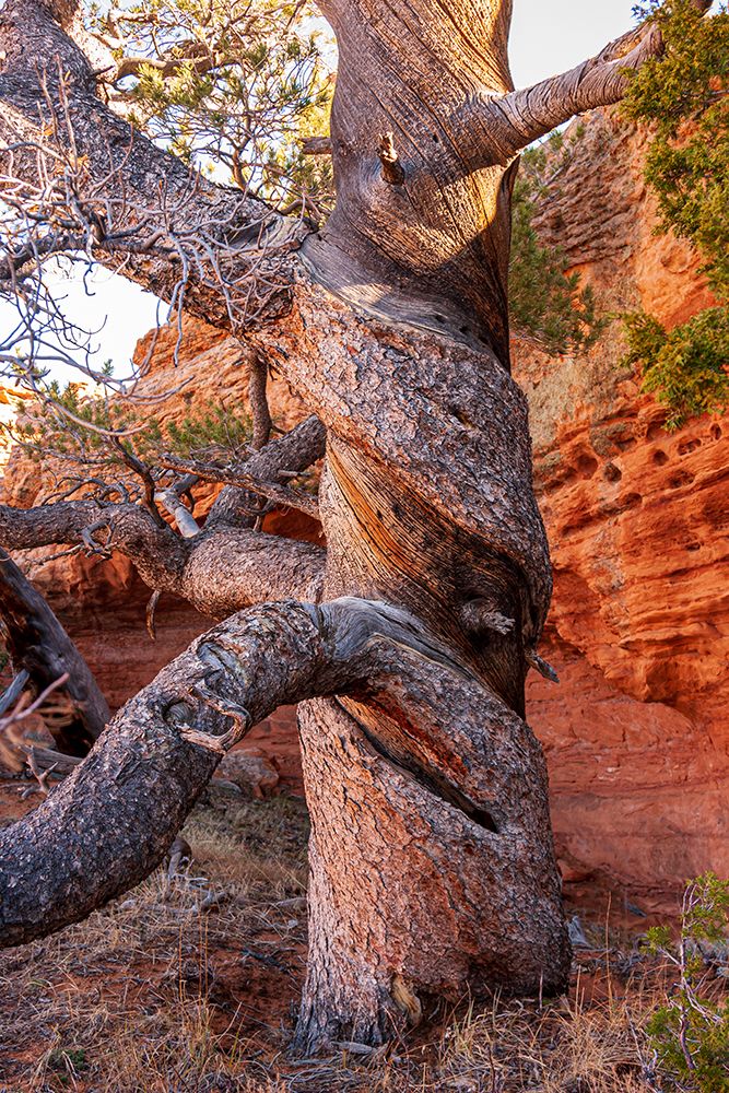 USA-Wyoming-Gnarled and twisted pine tree art print by Tom Haseltine for $57.95 CAD