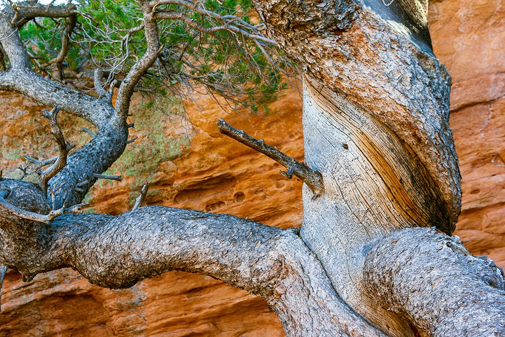 USA-Wyoming-Gnarled and twisted pine tree art print by Tom Haseltine for $57.95 CAD