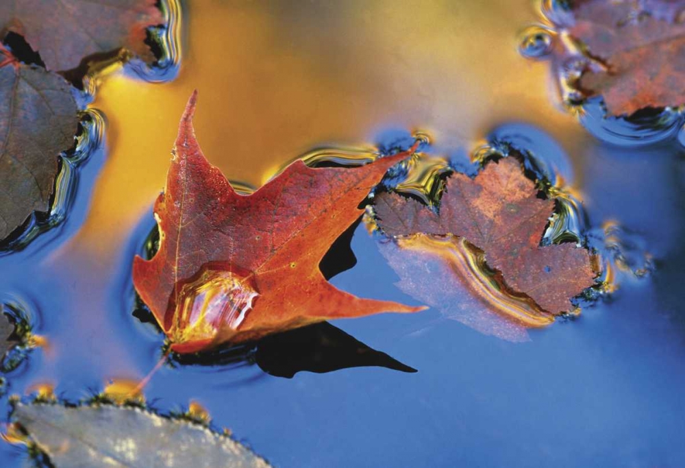 Northeast, Maple Leaf Floating Down Stream art print by Nancy Rotenberg for $57.95 CAD