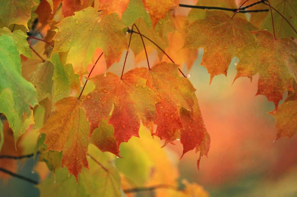 USA, Northeast, Maple Leaves in Rain art print by Nancy Rotenberg for $57.95 CAD
