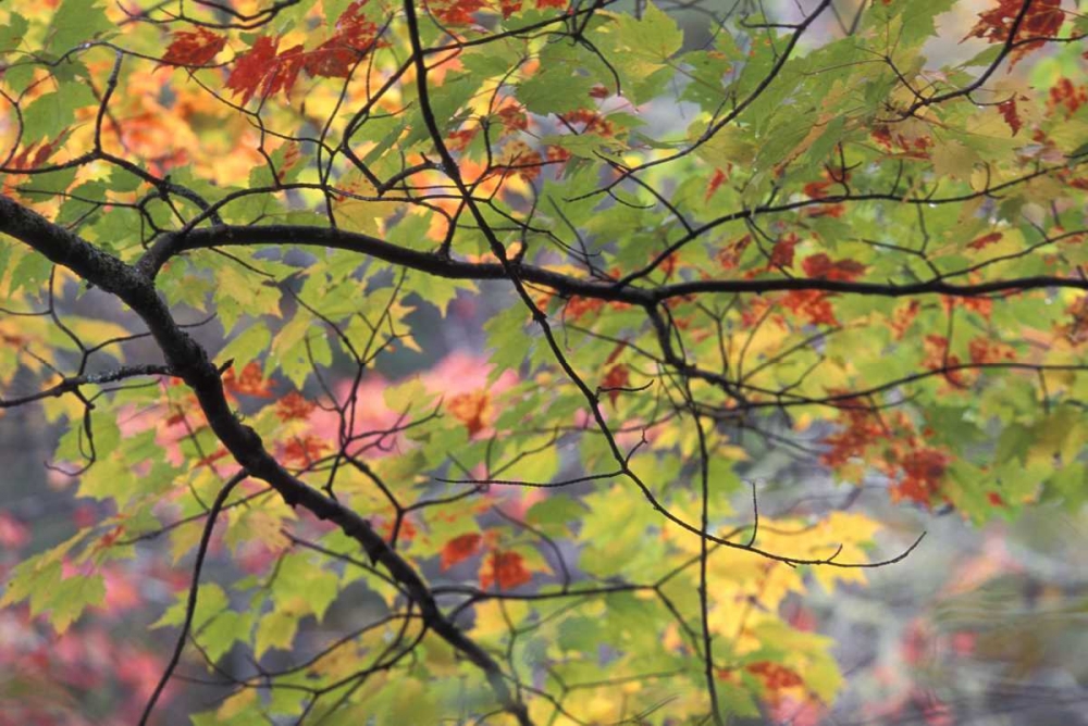 USA, Northeast, Branch of fall foliage art print by Nancy Rotenberg for $57.95 CAD