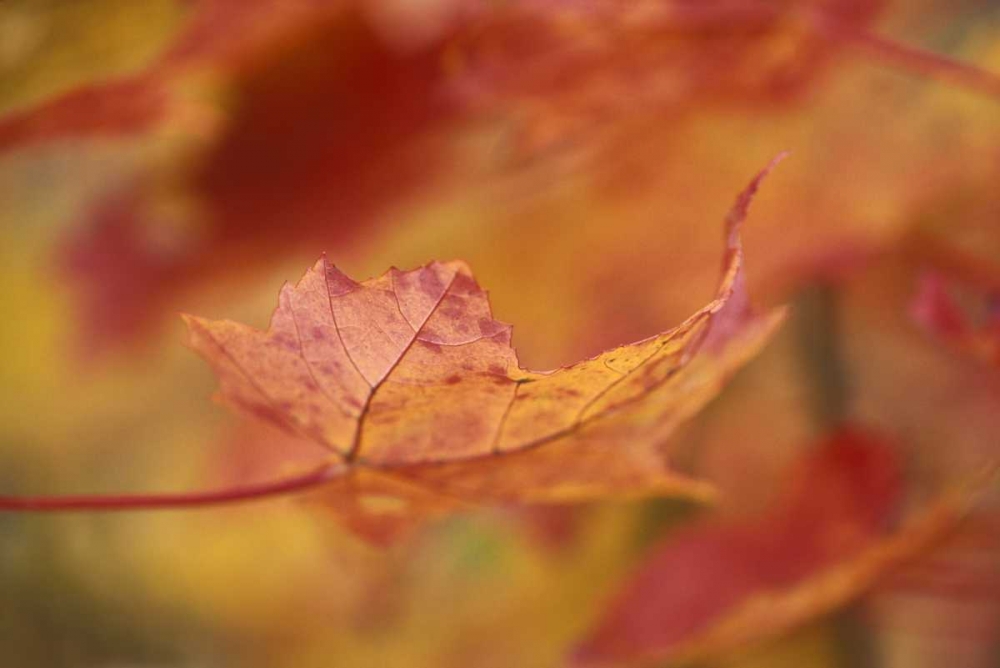 USA, Northeast, Red Maple Leaf in Fall art print by Nancy Rotenberg for $57.95 CAD