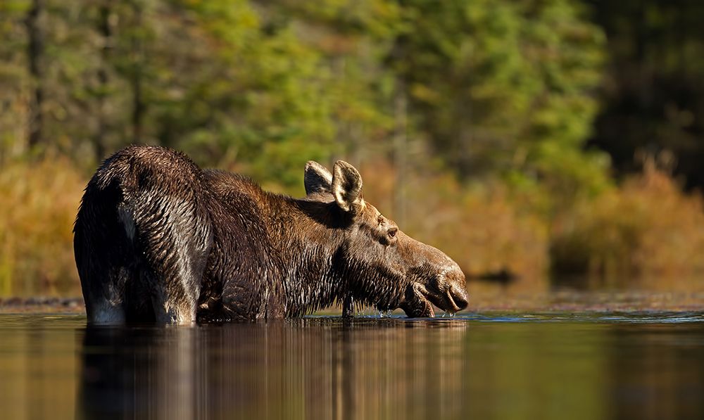 Swimming with a moose in Algonquin Park art print by Jim Cumming for $57.95 CAD