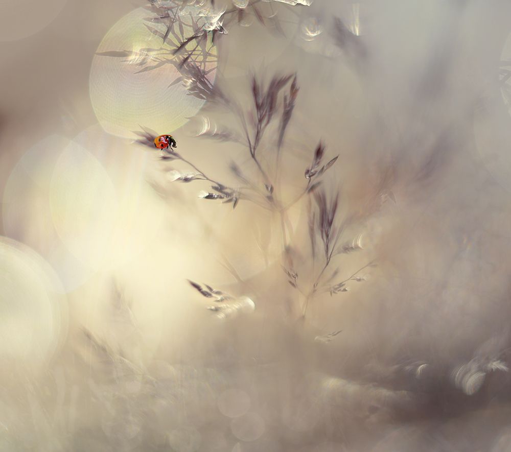 Little Lady art print by Heidi Westum for $57.95 CAD