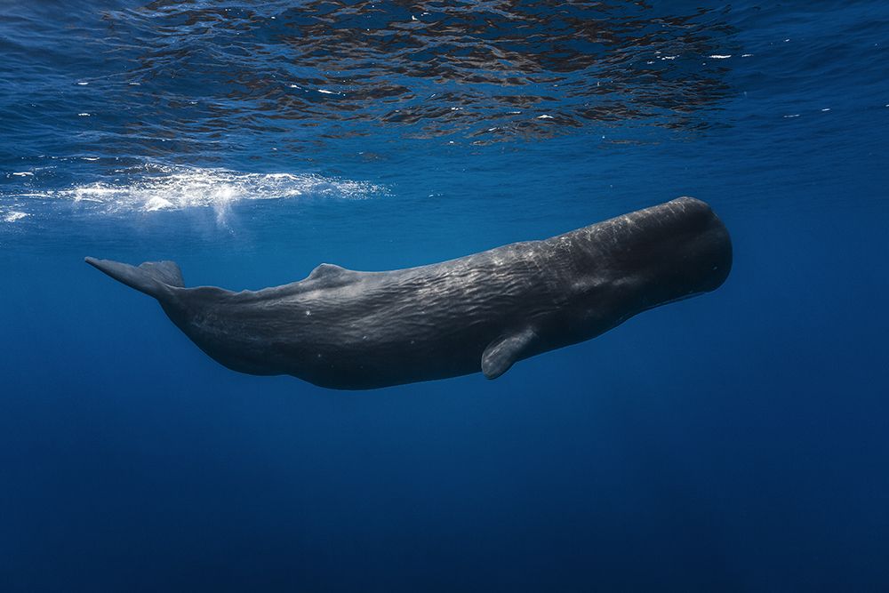 Sperm Whale art print by Barathieu Gabriel for $57.95 CAD