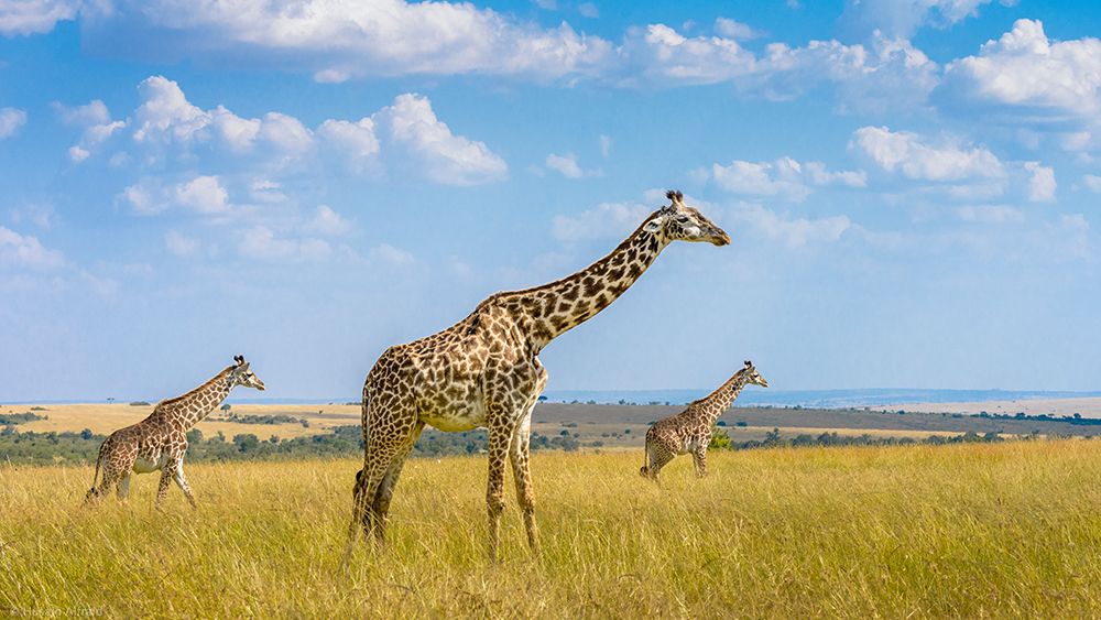Trio Giraffes art print by Husain Alfraid for $57.95 CAD