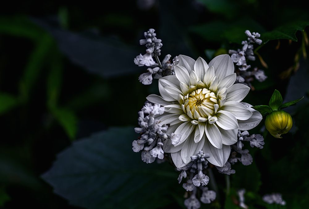Dahlia Flower art print by Ronny Olsson for $57.95 CAD