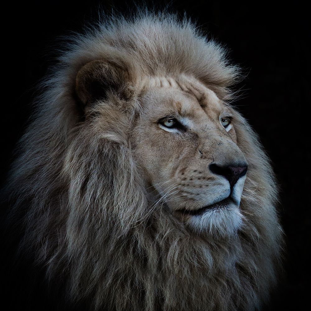Proud Lion art print by Louise Wolbers for $57.95 CAD