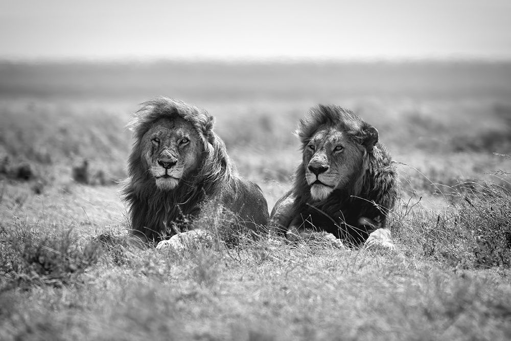 Two kings art print by Nicolas Merino for $57.95 CAD