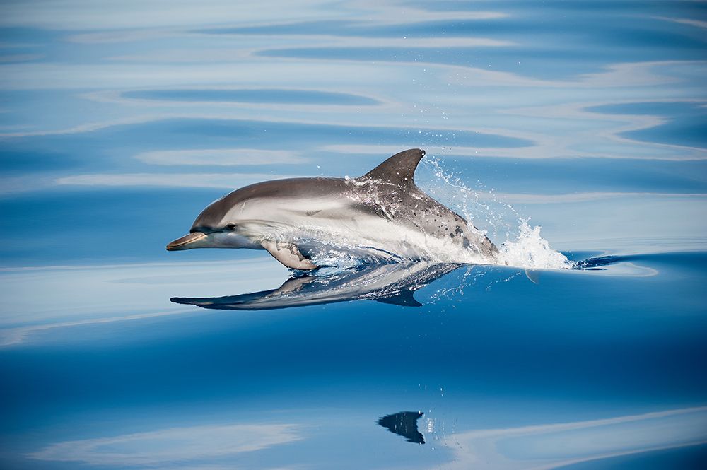 Striped Dolphin art print by Mirko Ugo for $57.95 CAD