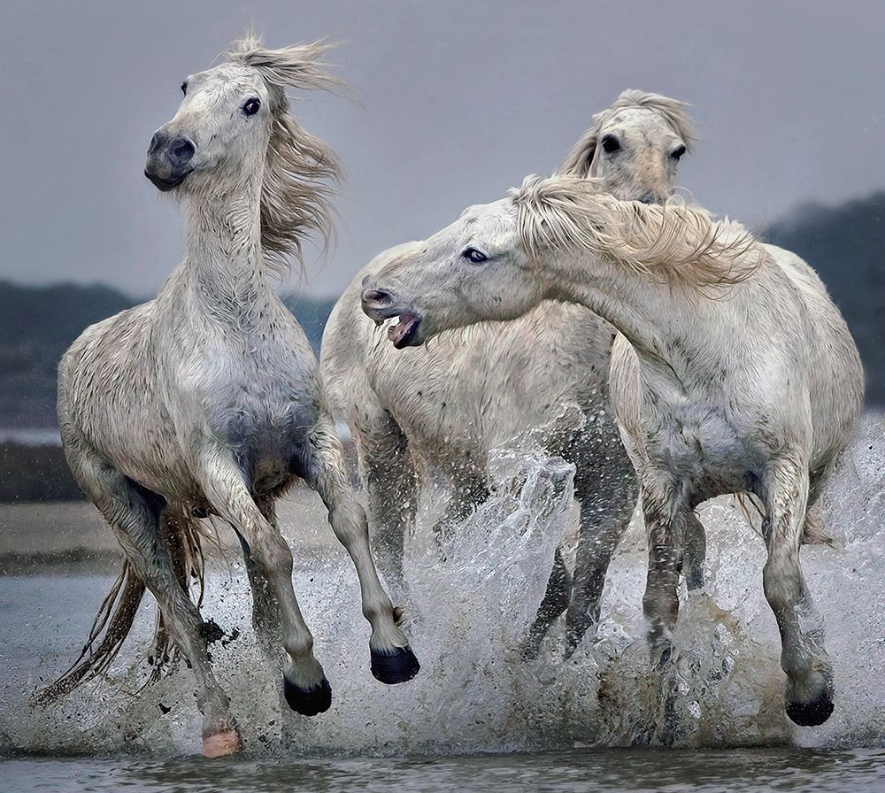 Move Over.... art print by Paul Keates for $57.95 CAD
