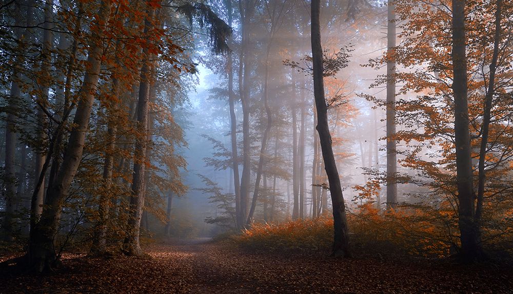 Autumn Colors art print by Norbert Maier for $57.95 CAD