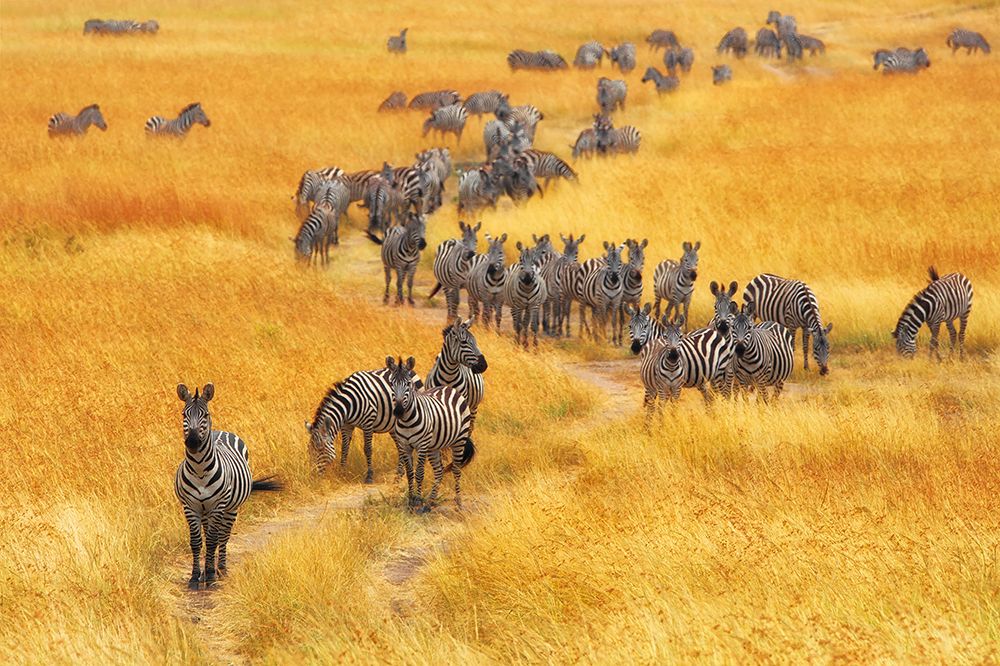 Wild Clone art print by Mohammed Alnaser for $57.95 CAD