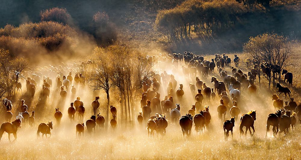 Horses art print by Hua Zhu for $57.95 CAD