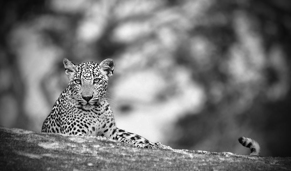 Leopard art print by Anura Fernando for $57.95 CAD