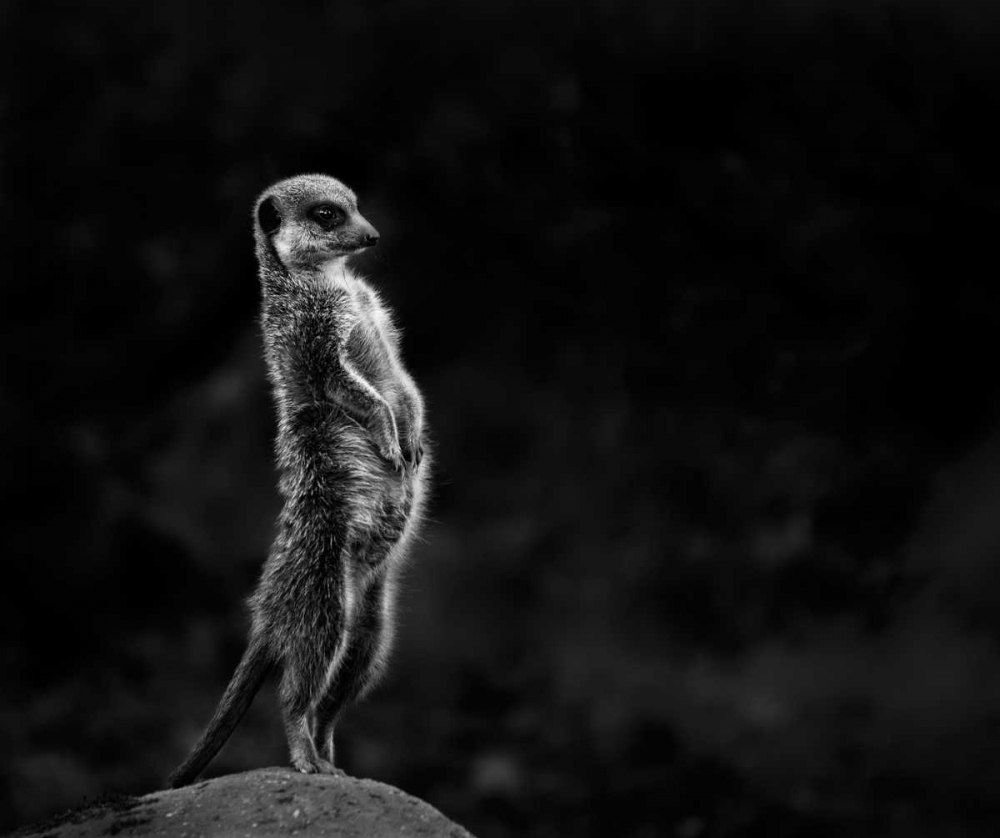The Meerkat art print by Greetje Van Son for $57.95 CAD
