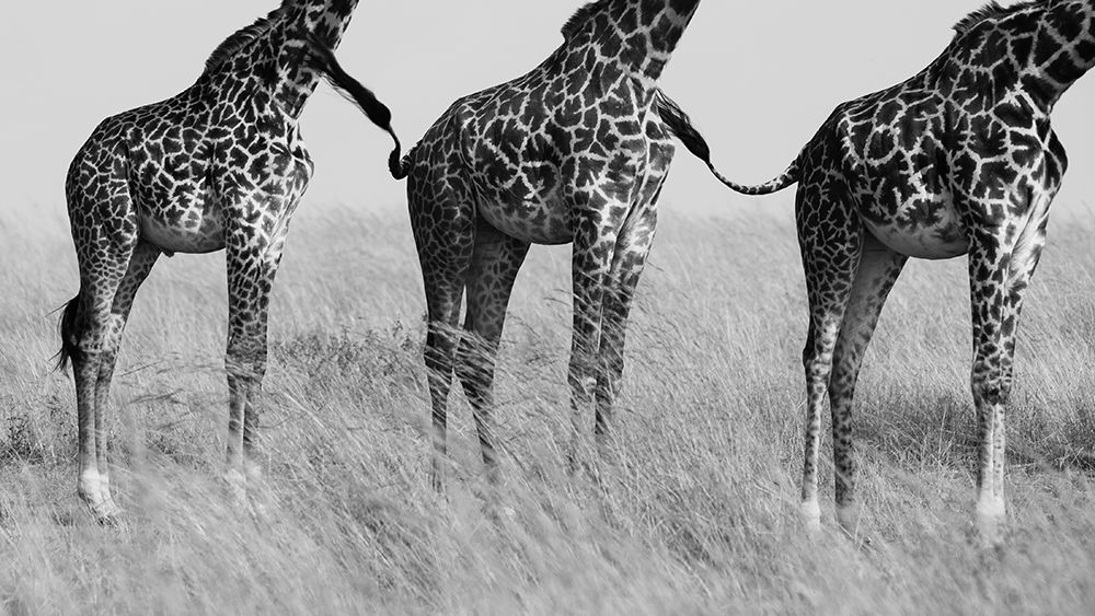 Wild Connection art print by Mohammed Alnaser for $57.95 CAD