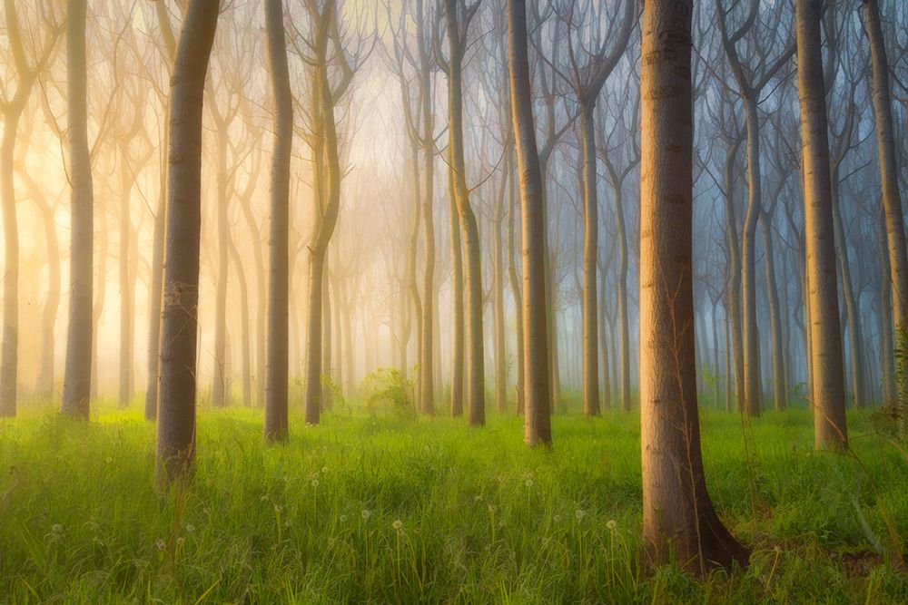 Misty Morning art print by Jingshu Zhu for $57.95 CAD