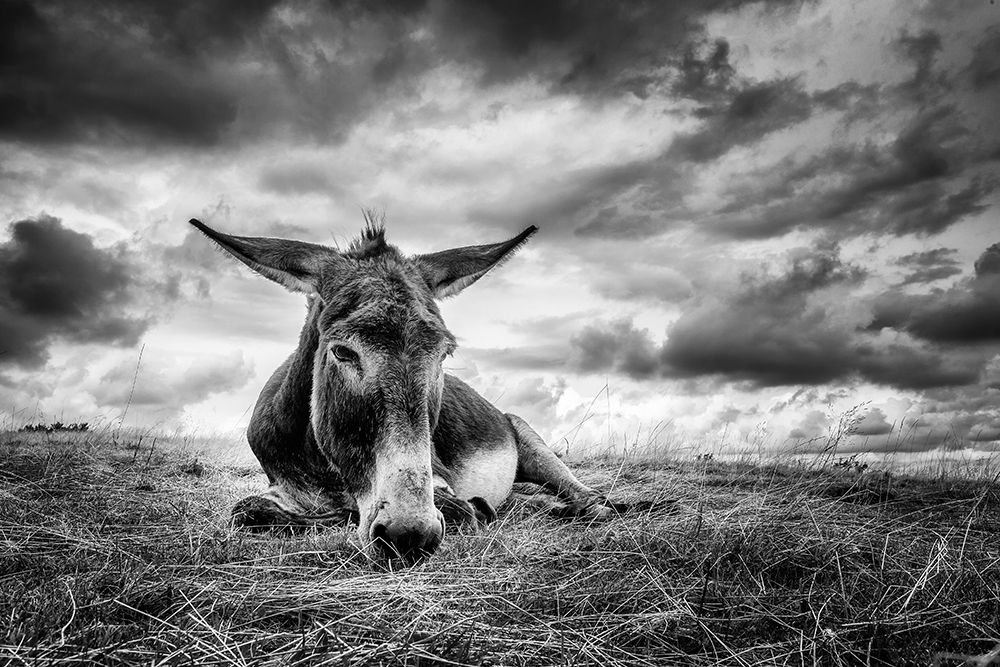 Taking A Break art print by Kurt Mortier for $57.95 CAD