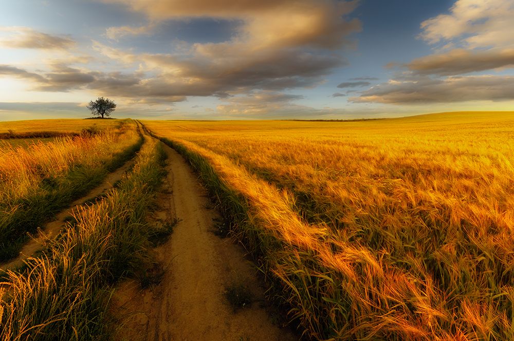 Yellow art print by Piotr Krol for $57.95 CAD