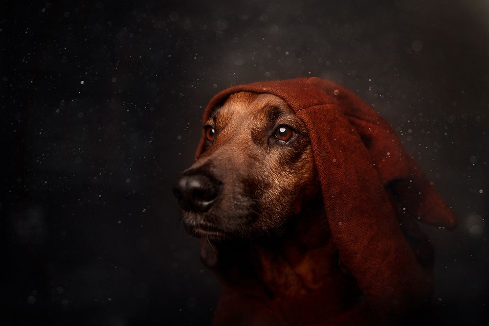 The Night-Watchman art print by Heike Willers for $57.95 CAD