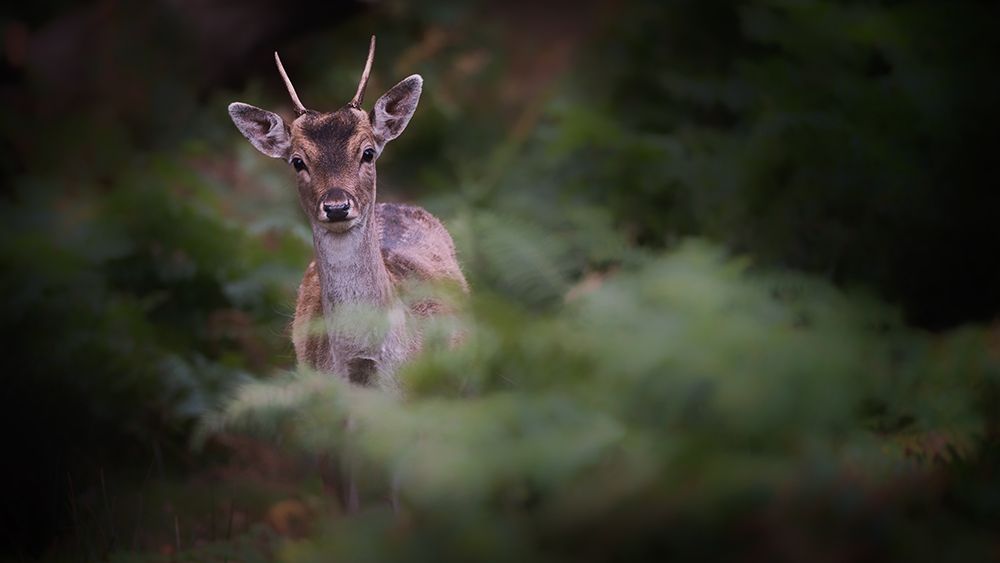 Young Fallow Deer art print by Karen Deakin for $57.95 CAD