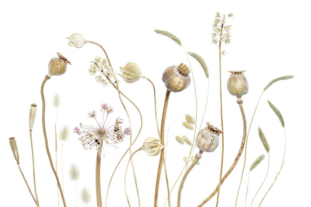 Pods art print by Mandy Disher for $57.95 CAD