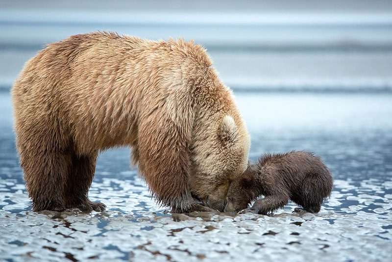 Tender Teaching art print by Renee Doyle for $57.95 CAD