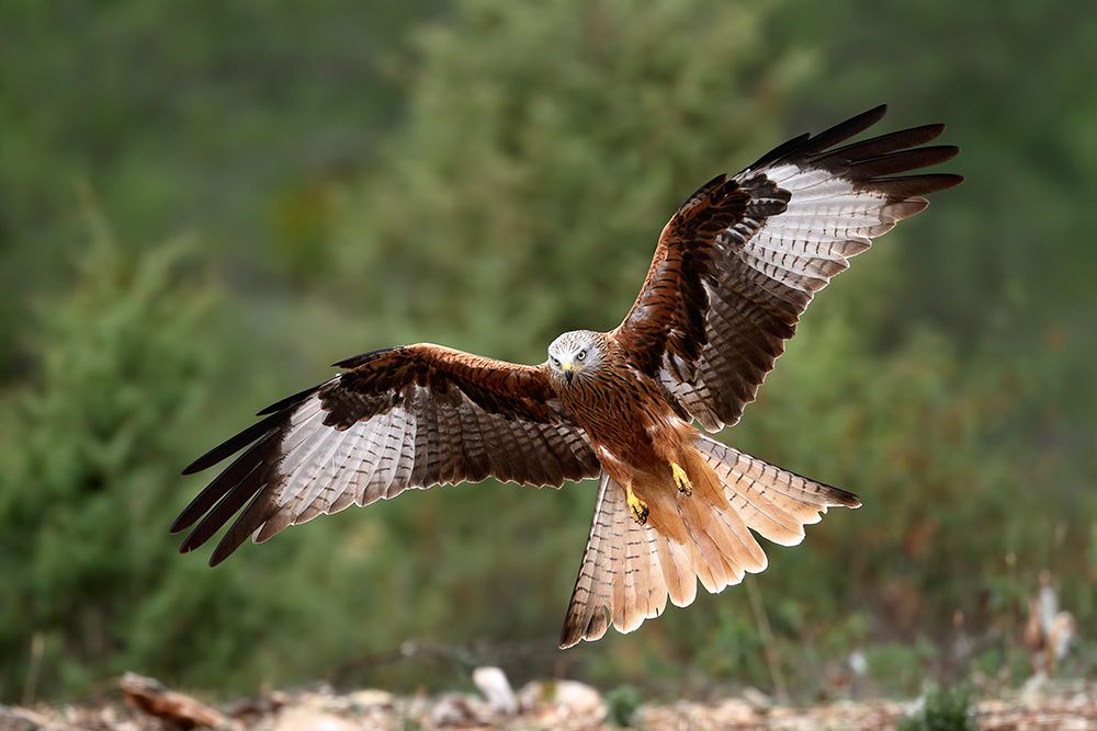 The Wings Of The Red Kite art print by Nicolas Merino for $57.95 CAD
