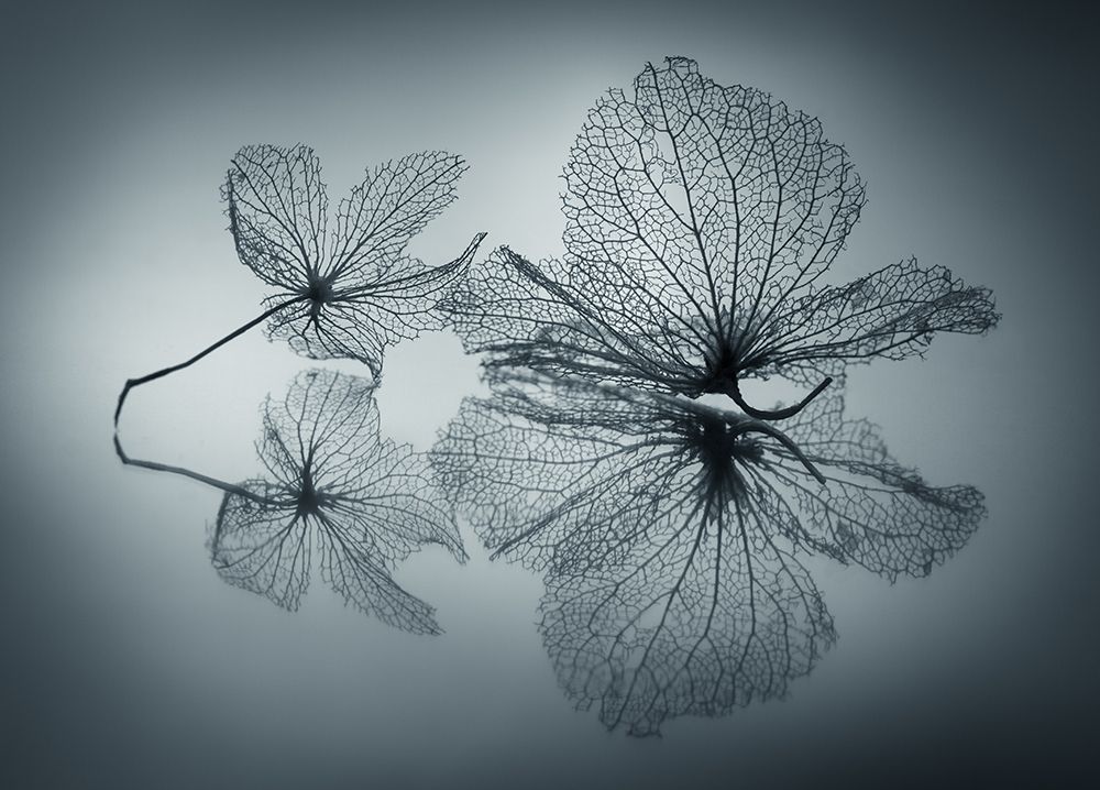 Ephemeral Beauty art print by Shihya Kowatari for $57.95 CAD
