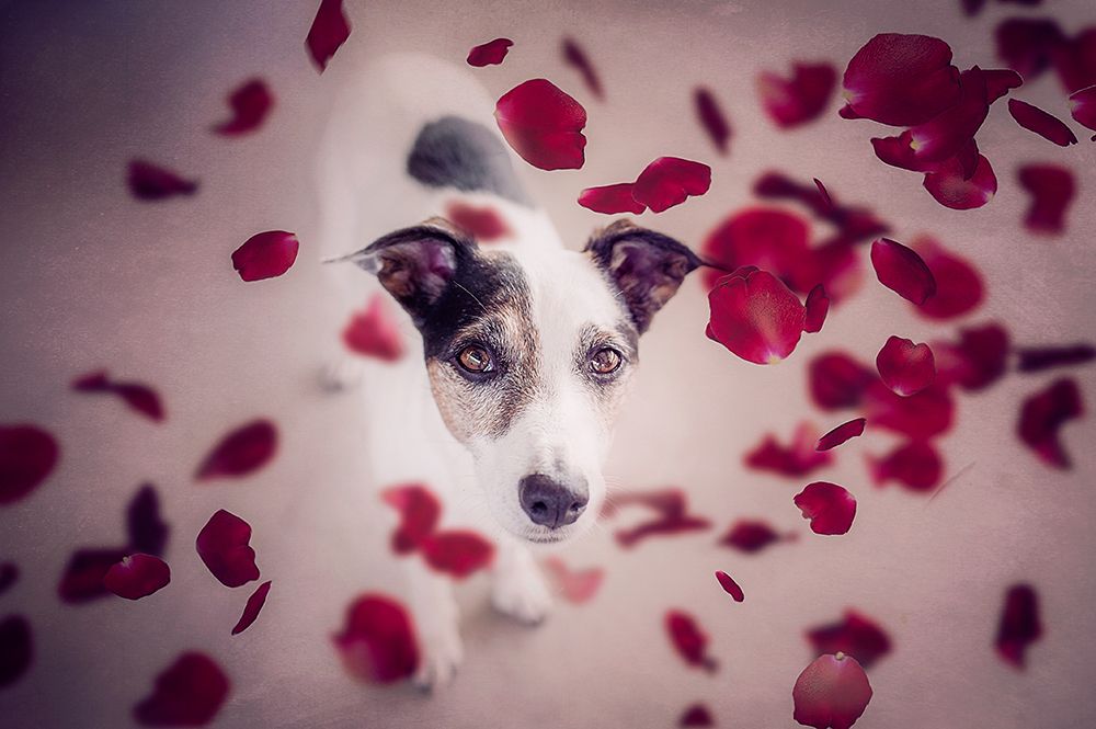 It should rain red roses for me.... art print by Heike Willers for $57.95 CAD